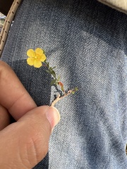 Helianthemum
