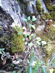 Myosotis lytteltonensis