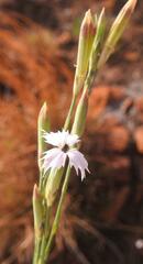 Dianthus mooiensis