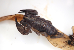 Hormurus