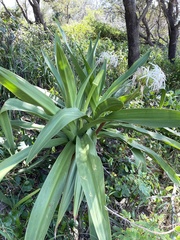 Crinum pedunculatum