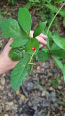 Psychotria carthagenensis