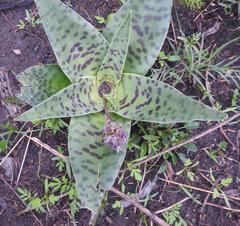 Ledebouria luteola
