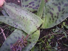 Ledebouria luteola