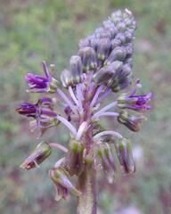 Ledebouria luteola