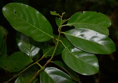 Cryptocarya vulgaris