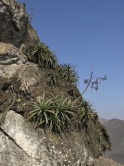 Puya ferruginea
