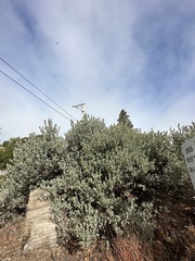 Arctostaphylos silvicola