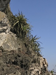 Puya ferruginea