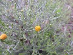 Pentzia globosa