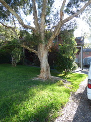 Melaleuca styphelioides