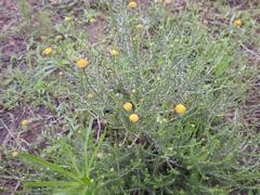 Pentzia globosa