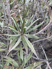 Echium candicans