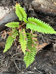Polystichum imbricans