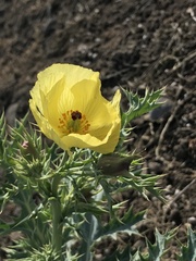 Argemone subfusiformis