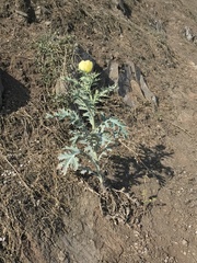 Argemone subfusiformis