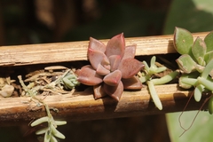 Graptopetalum