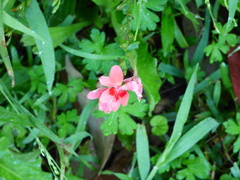 Freesia laxa