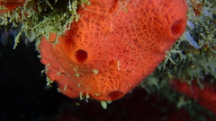 Amphimedon compressa