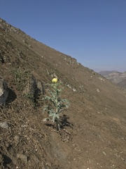 Argemone subfusiformis