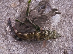 Cheilinus chlorourus