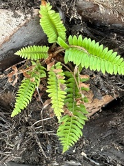 Polystichum imbricans