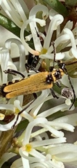Chauliognathus flavipennis