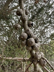 Cupressus abramsiana