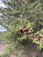 Cupressus abramsiana
