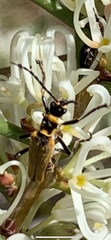 Chauliognathus flavipennis