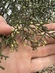 Cupressus abramsiana