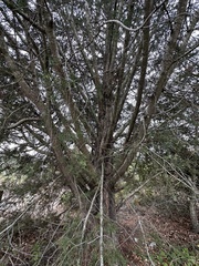 Cupressus abramsiana
