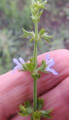 Salvia repens repens