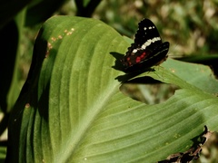 Anartia fatima colima