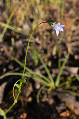 Wahlenbergia gracilenta