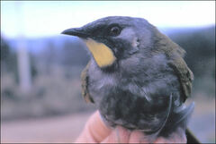 Nesoptilotis flavicollis