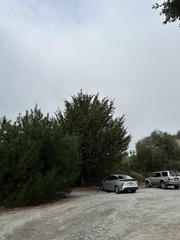 Cupressus abramsiana