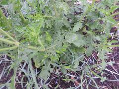 Salvia repens repens