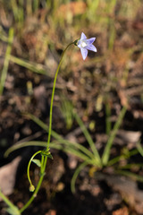 Wahlenbergia gracilenta