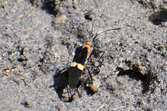 Hypselonotus interruptus