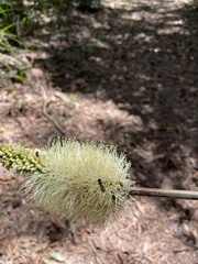 Xanthorrhoea macronema