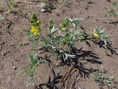 Thermopsis mongolica