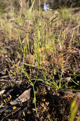 Wahlenbergia gracilenta