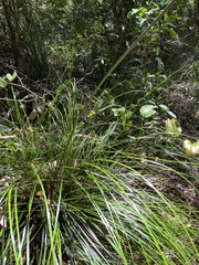 Xanthorrhoea macronema