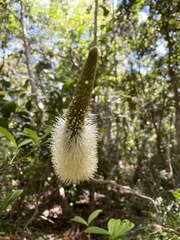 Xanthorrhoea macronema