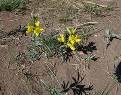 Thermopsis mongolica