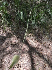 Xanthorrhoea macronema
