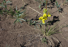 Thermopsis mongolica