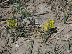 Thermopsis mongolica