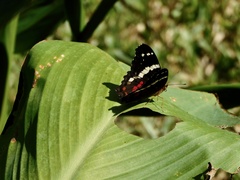 Anartia fatima colima